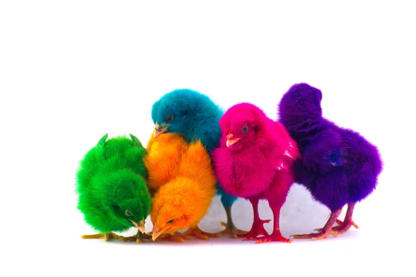 Colorido lindo bebé pollo contra fondo blanco — Foto de Stock