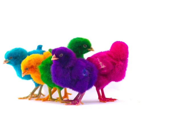 Bunte niedliche kleine Baby-Huhn vor weißem Hintergrund — Stockfoto