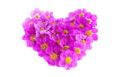  mor çiçekli beyaz arka plan üzerinde kalp şeklinde