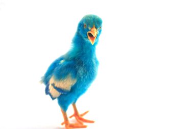 Beyaz arka planda rengarenk minik bebek tavuk.