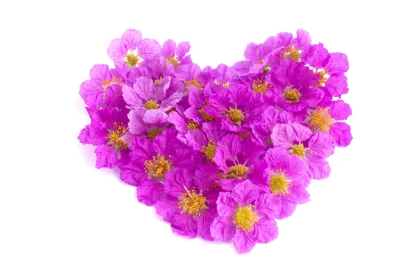 Fiori viola a forma di cuore su sfondo bianco — Foto Stock