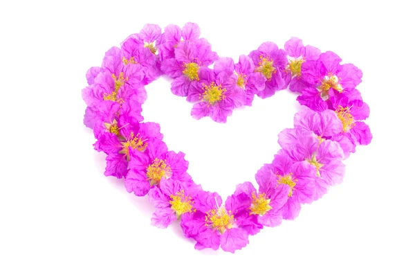 Heart shaped purple flowers on white background — Stock Photo, Image