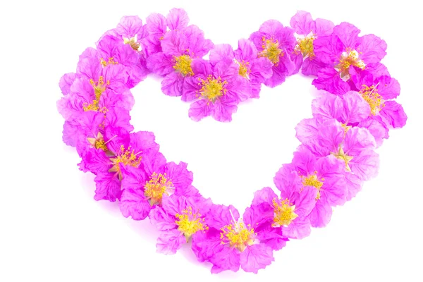 Heart shaped purple flowers on white background — Stock Photo, Image