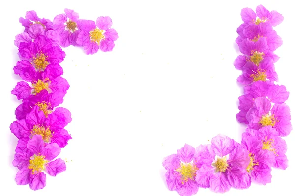 Pretty frame from purple flowers — Stock Photo, Image