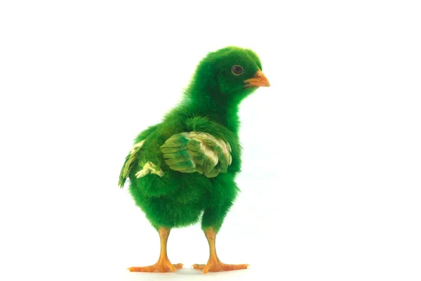 Colorato carino piccolo pollo bambino su sfondo bianco — Foto Stock