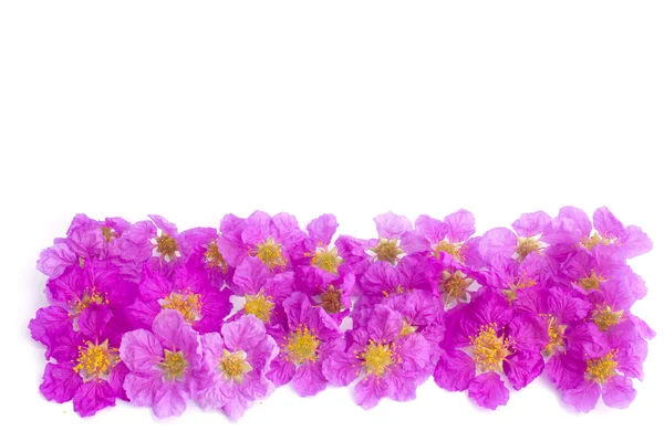Όμορφο πλαίσιο από μωβ λουλούδια — Φωτογραφία Αρχείου