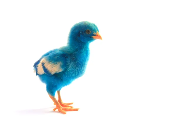 Bunte niedliche kleine Baby-Huhn auf weißem Hintergrund — Stockfoto