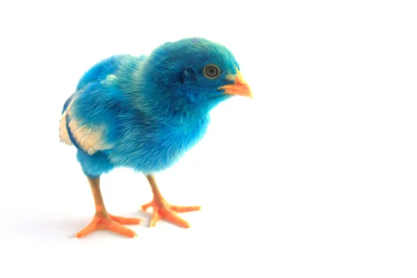 Colorato carino piccolo pollo bambino su sfondo bianco — Foto Stock