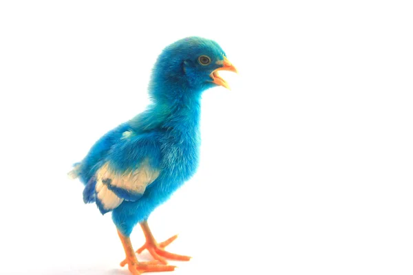 Colorful cute little baby chicken on white background — Stock Photo, Image