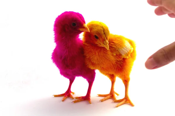 Bunte niedliche kleine Baby-Huhn auf weißem Hintergrund — Stockfoto