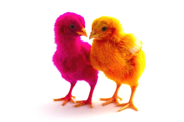 Bunte niedliche kleine Baby-Huhn auf weißem Hintergrund — Stockfoto