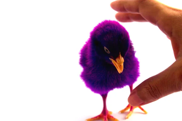 Bunte niedliche kleine Baby-Huhn auf weißem Hintergrund — Stockfoto