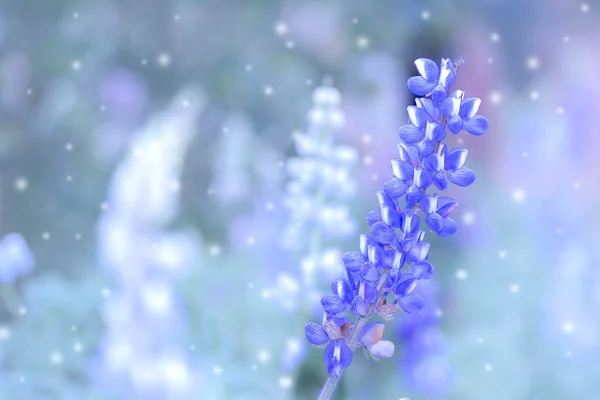 田间的紫色薰衣草花 — 图库照片