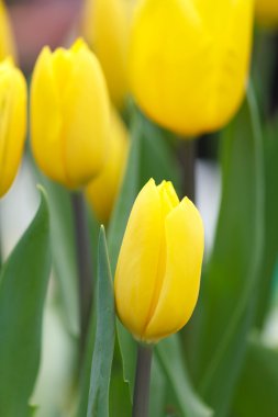 sorbe Lale bahçesinde.