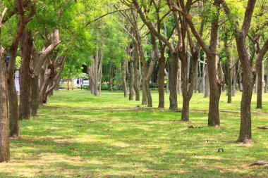 Yaz Tayland orman patika, Yeşil çimenler ve ağaçlar