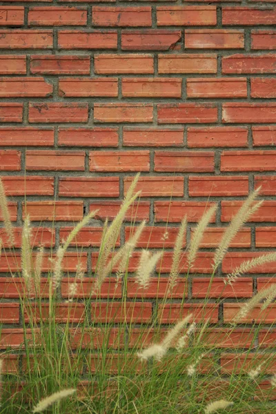 コンクリートの壁の横にある草します。 — ストック写真