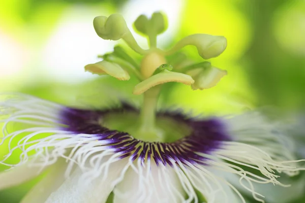 Macro dettagliato di un fiore frutto della passione — Foto Stock