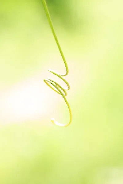 绿色的常春藤葫芦的手 — 图库照片