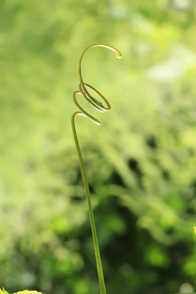 绿色的常春藤葫芦的手 — 图库照片