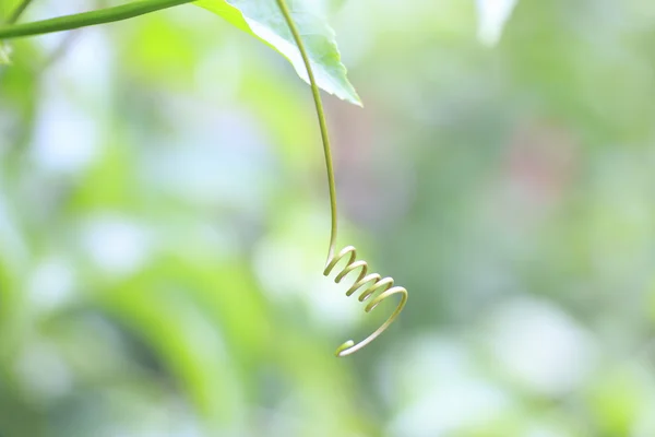 Mano verde di edera zucca — Foto Stock