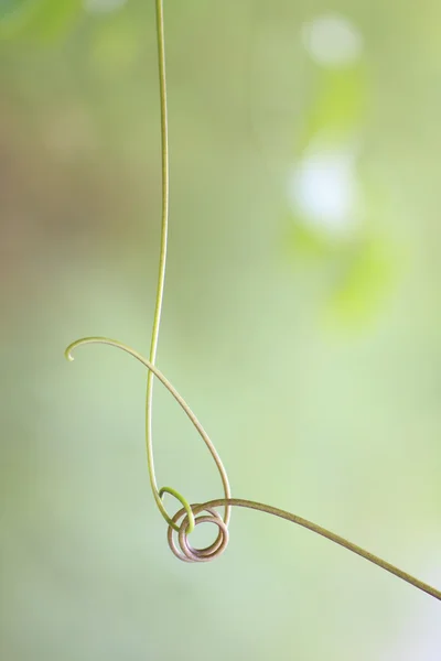 Green hand of ivy gourd — Stock Photo, Image