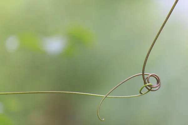 キヅタのひょうたんのグリーン手 — ストック写真