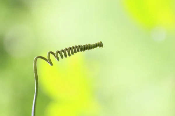 Ivy kabak yeşil el — Stok fotoğraf