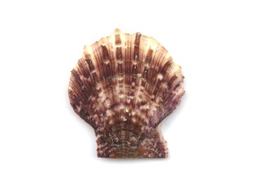  bir deniz kabuğu izole makro görüntüsü.