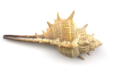  bir deniz kabuğu izole makro görüntüsü.