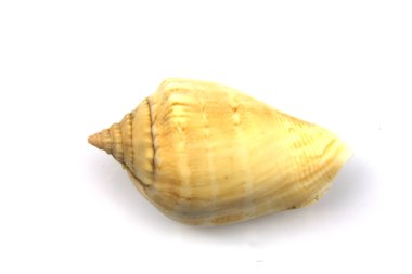  bir deniz kabuğu izole makro görüntüsü.