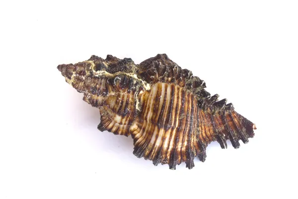 Imagen macro aislada de una concha marina . — Foto de Stock