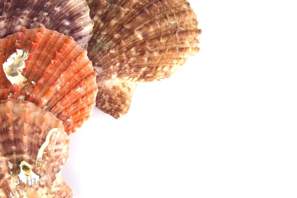 Izolované makro obrázek mořské mušle. — Stock fotografie