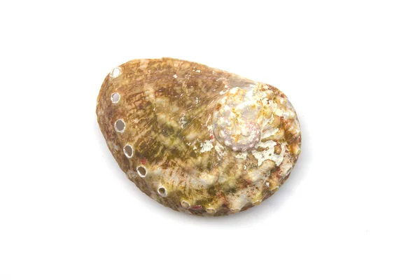 Imagem macro isolada de uma concha do mar . — Fotografia de Stock