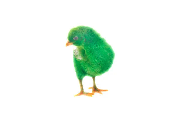 Bunte niedliche kleine Baby-Huhn auf weißem Hintergrund — Stockfoto