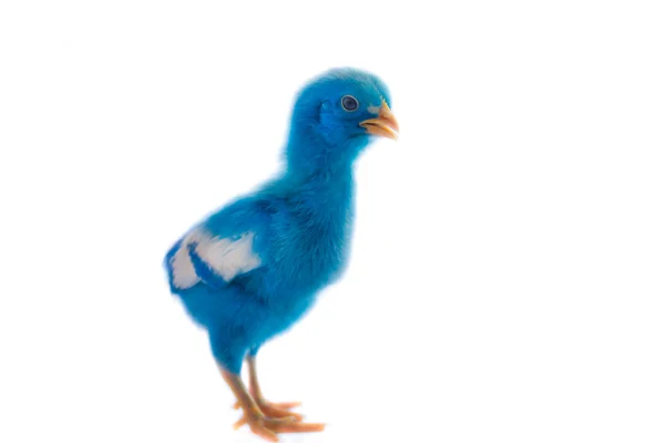 Färgglada söt liten baby kyckling på vit bakgrund — Stockfoto