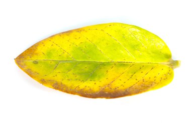 pörsümüş bir yaprak beyaz yüzeye düşmüş.