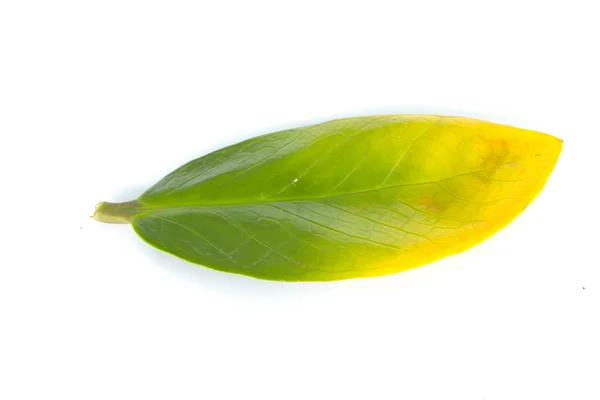 Una hoja marchita cayó sobre una superficie blanca . — Foto de Stock