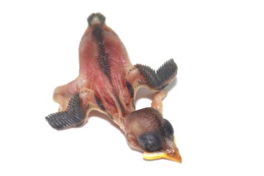 Beyaz arka plan üzerinde izole güvercin chicks doğum yenidoğan yukarı kapatın