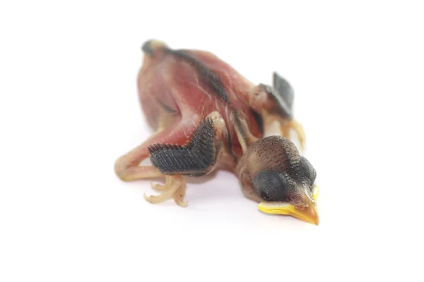 Bliska noworodka na pisklęta gołębia na białym tle — Zdjęcie stockowe