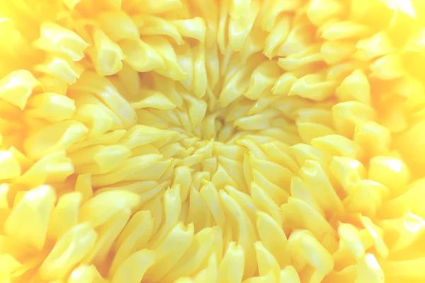 Marco-Aufnahme einer gelben Chrysantheme — Stockfoto