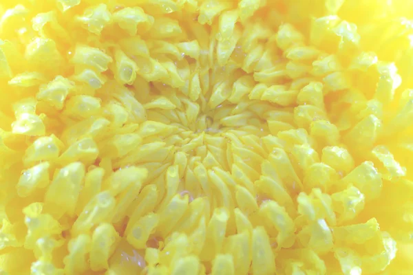 Marco shot of a yellow chrysanthemum — Stock Photo, Image