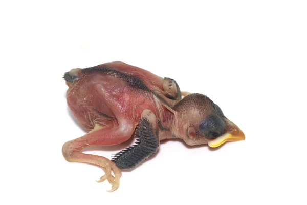 Primer plano recién nacido en pollitos de paloma aislados sobre fondo blanco — Foto de Stock