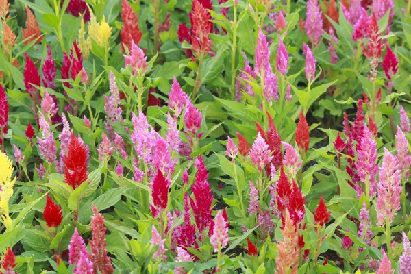 Colorido de flor de Cockscomb — Fotografia de Stock