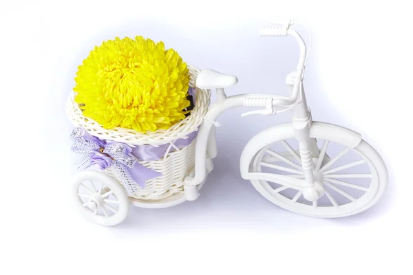 Yellow Blossom Asteraceae Flowers in vase on Mini tricycle — Stock Photo, Image