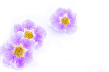 beyaz arkaplanda izole edilmiş mor çiçek 