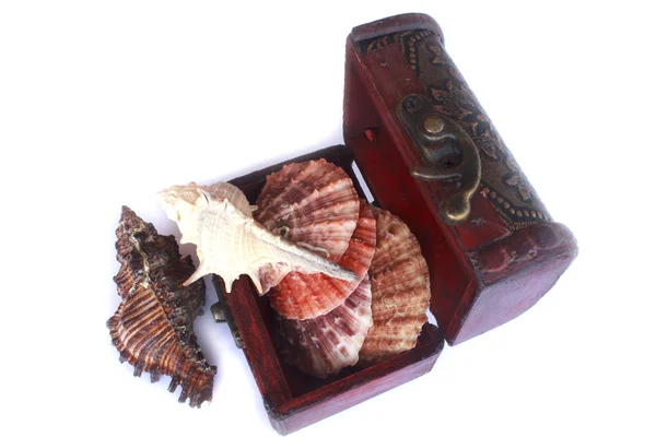 Macro image of a sea shell  in the box — Stock Photo, Image