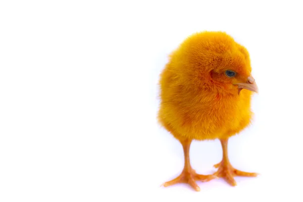 Färgglada av söta kycklingar — Stockfoto