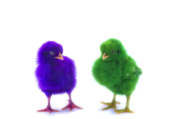 Colorful of Cute Chicks — Stock Photo, Image