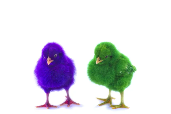 Colorido de lindos polluelos —  Fotos de Stock