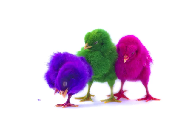 Colorido de lindos polluelos —  Fotos de Stock